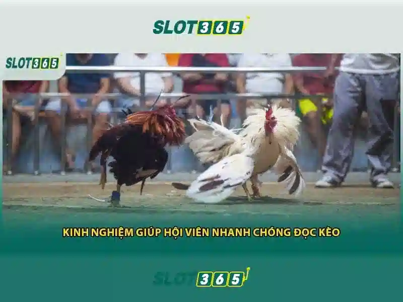 Slot365 – Nền tảng chơi slot trực tuyến hiện đại