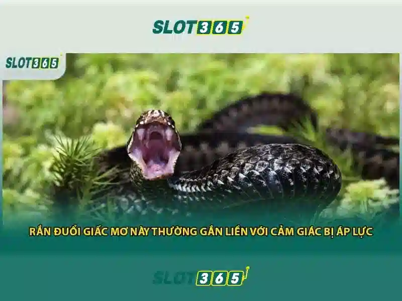 slot365 là gì? Khám phá nhà cái Slot365 và dịch vụ