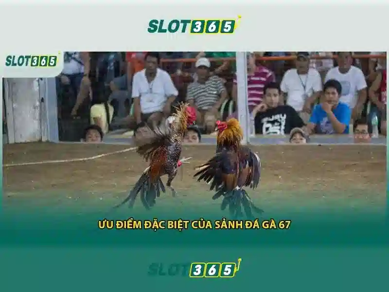 Slot365: Nền tảng cược slot hàng đầu